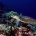 turtle_green_er_h_0705_png1076.jpg